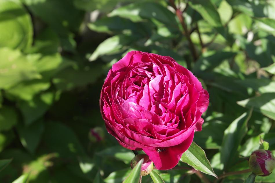 Flower Rose Green