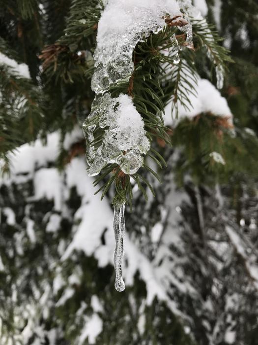 Pine Pendant Ice