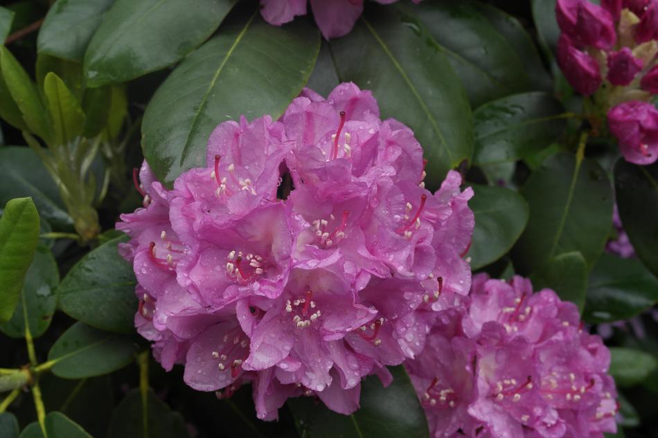 Flower Pink
