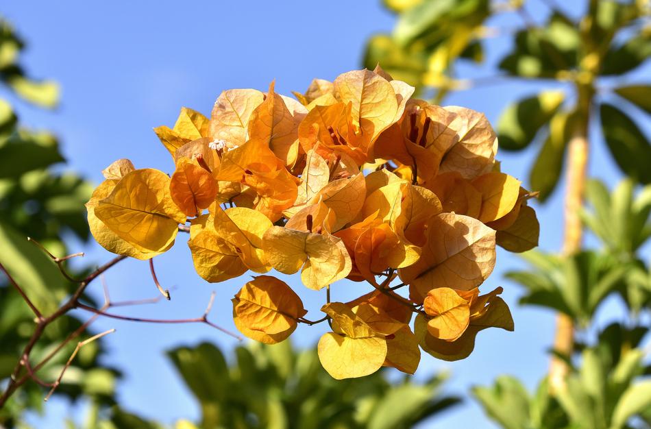 Flowers Garden Nature