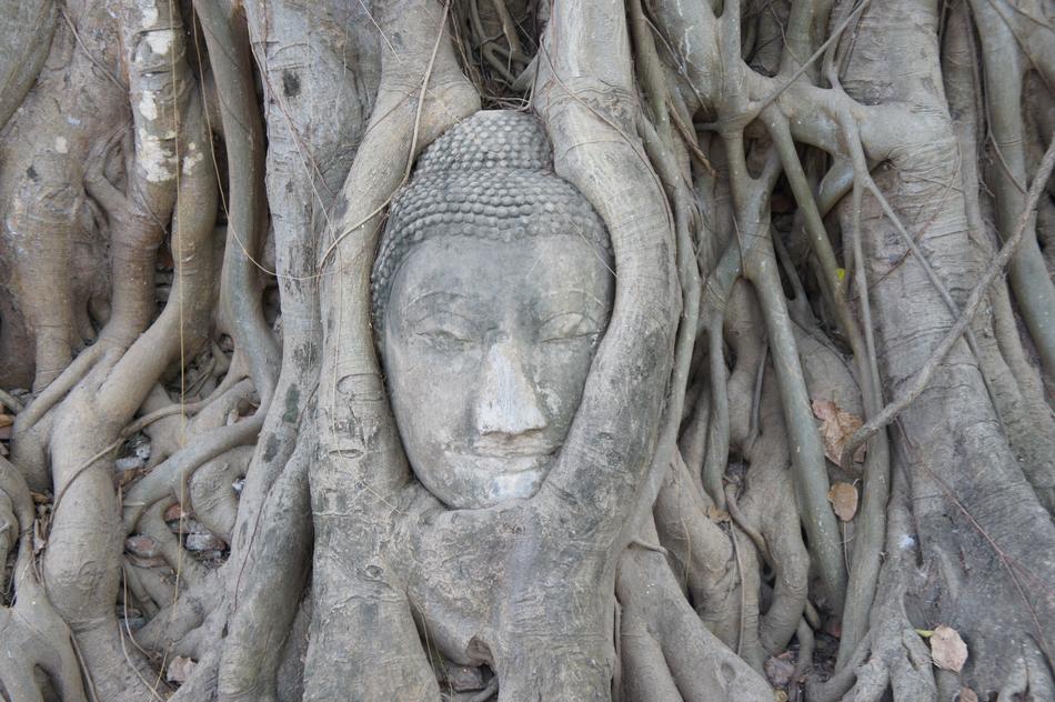 Buddha Buddhism