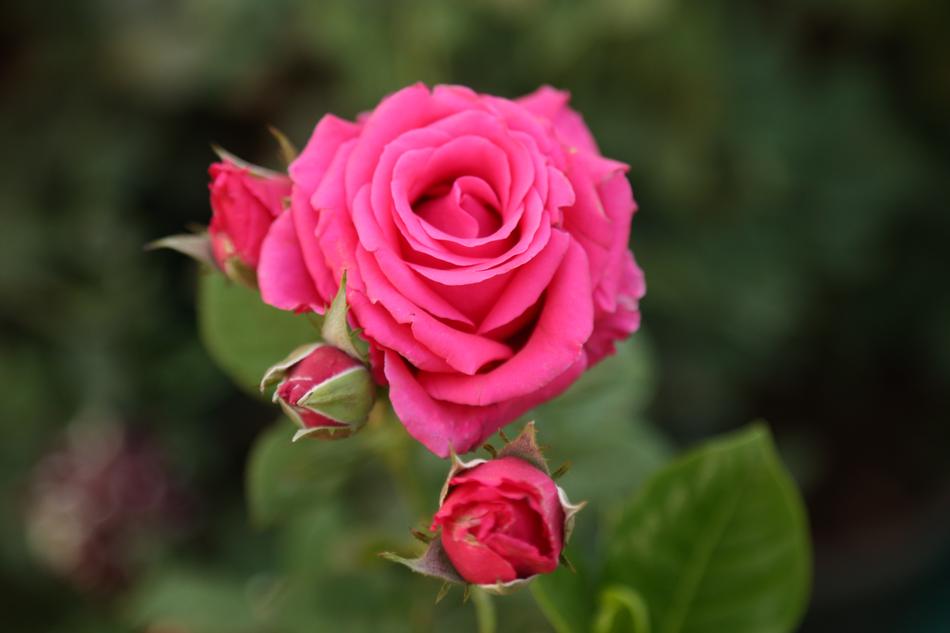 rose is beautiful in the garden bouquet