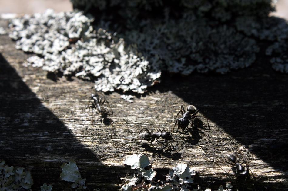Ants Industrious Nature