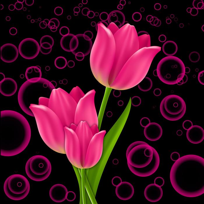 plant flowers flower tulip tulips
