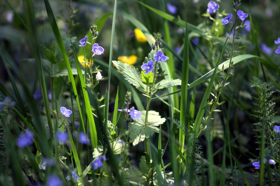Grass Flowers Green