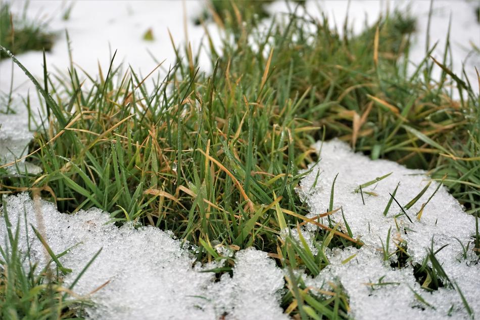 Grass Nature Outdoors