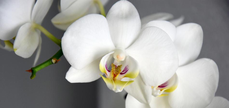 white plant flower orchid