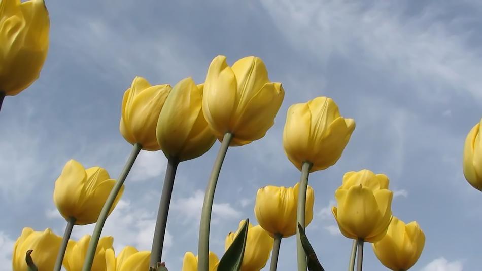 Nature Plant Flower