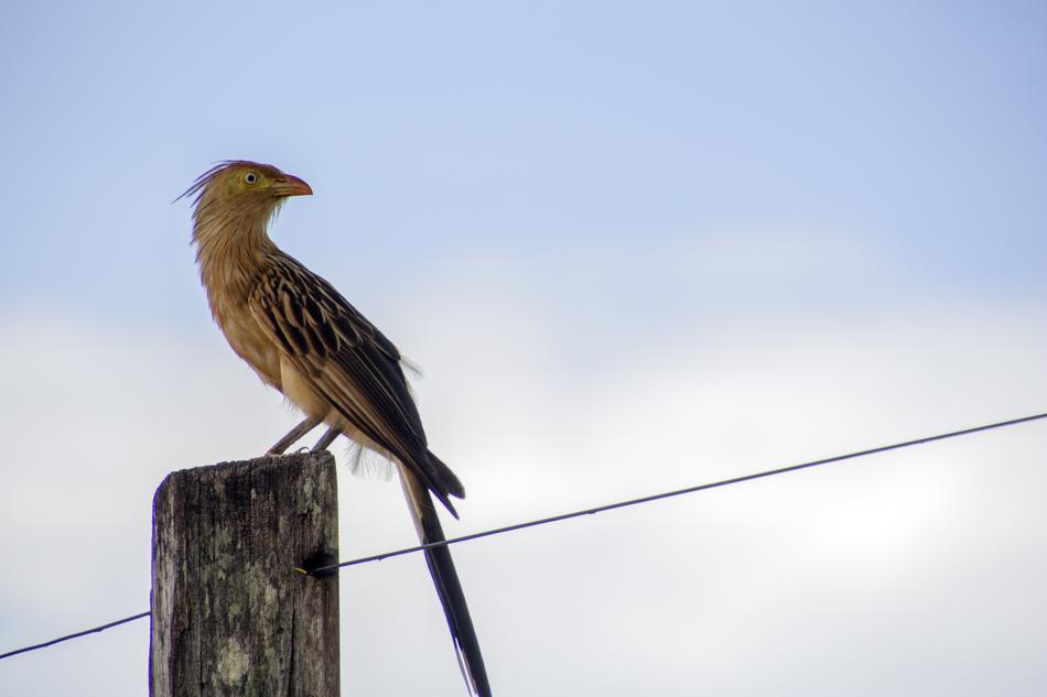 bird on a wooden bar