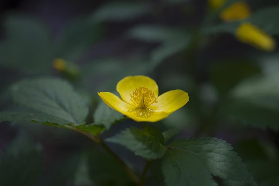 Plants Nature Flowers