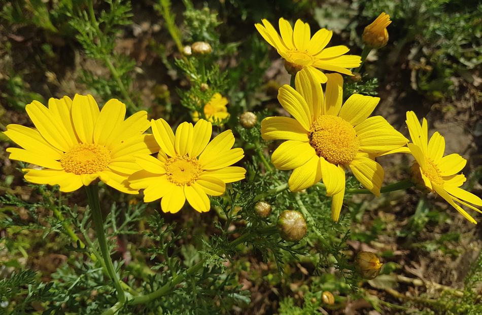 Nature Flower Flora