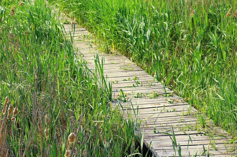 Footbridge Wooden Bridge Boards