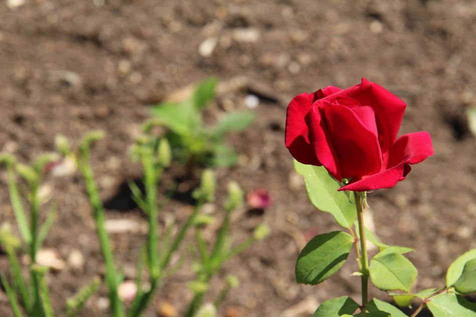 Flower Rosa Spring