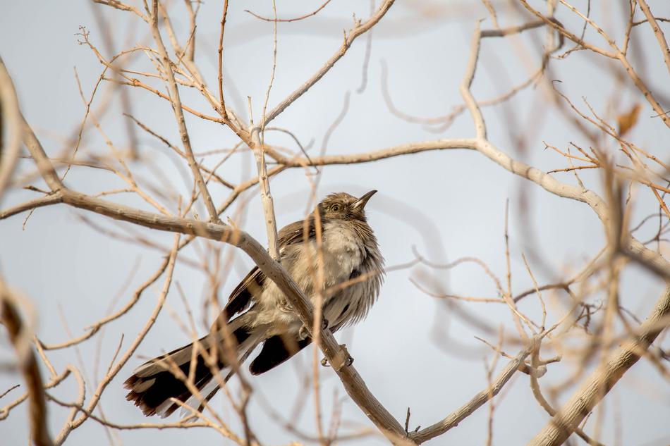 a small bird on the branches against the sky