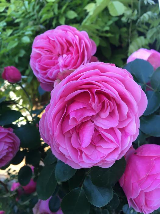 Pink Roses Leaves