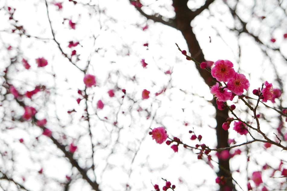 sakura on the branches in the tree