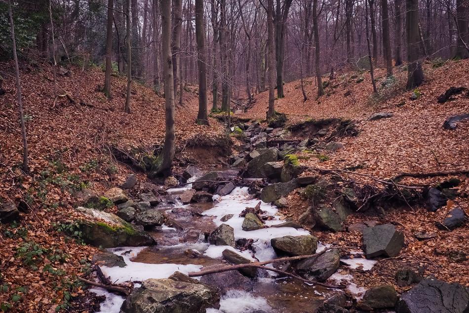 Nature Forest Landscape