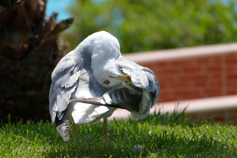 Seagull, Bird cleans feathers with beak