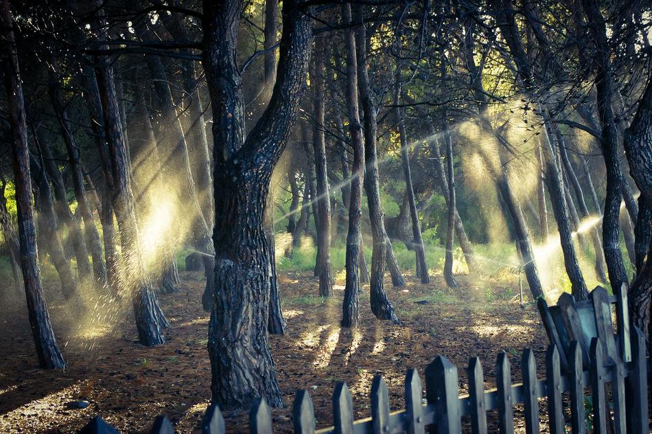 Wood Nature Tree