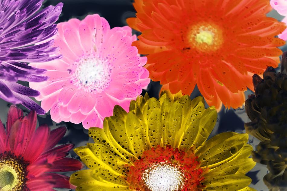 Flower Flora Nature