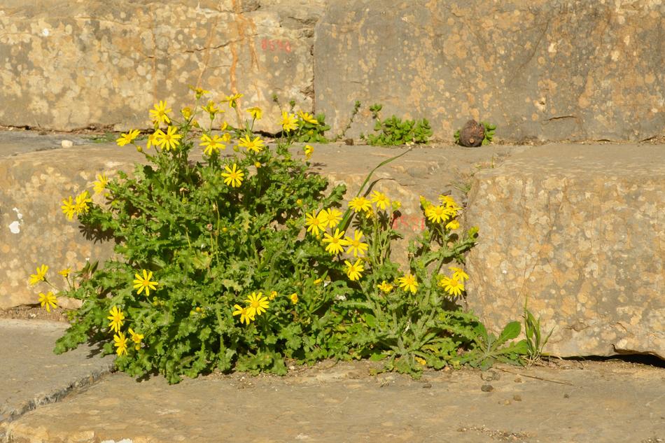 Nature Flower