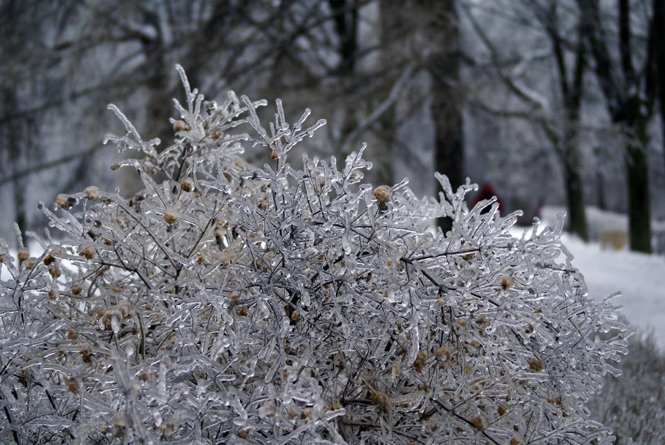 Leann Winter Tree
