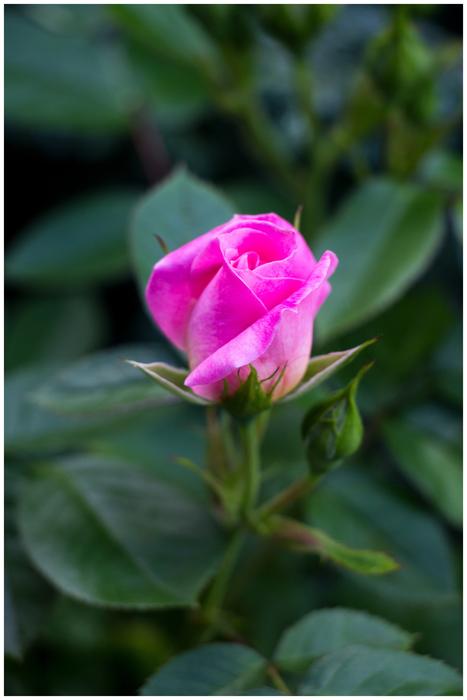 Pink Flower