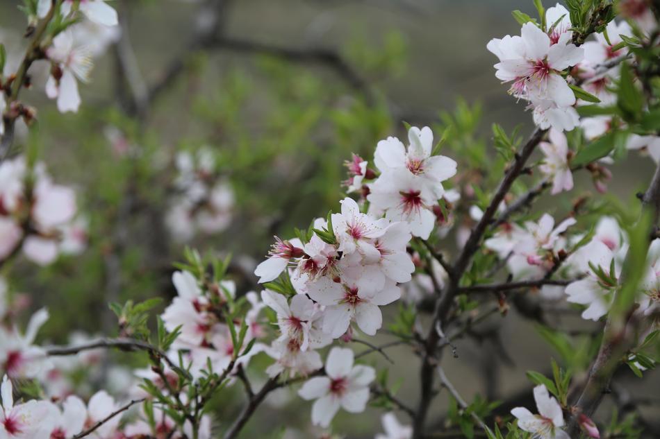 Flower Tree Plant