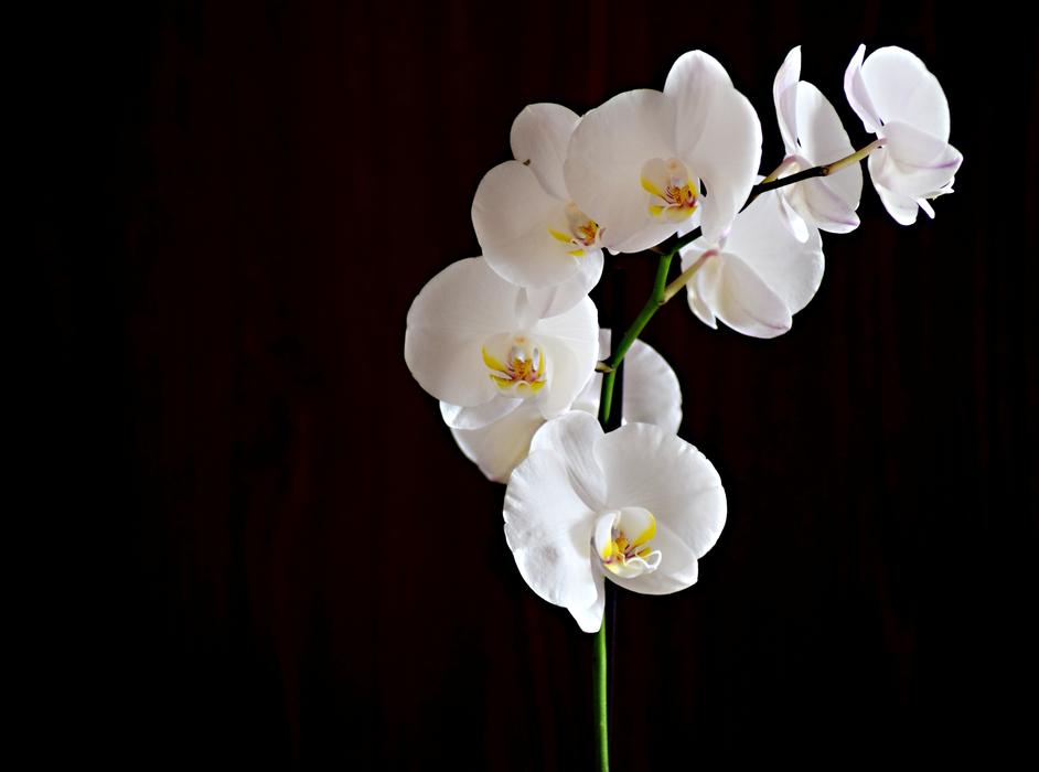 Flower Orchid Room
