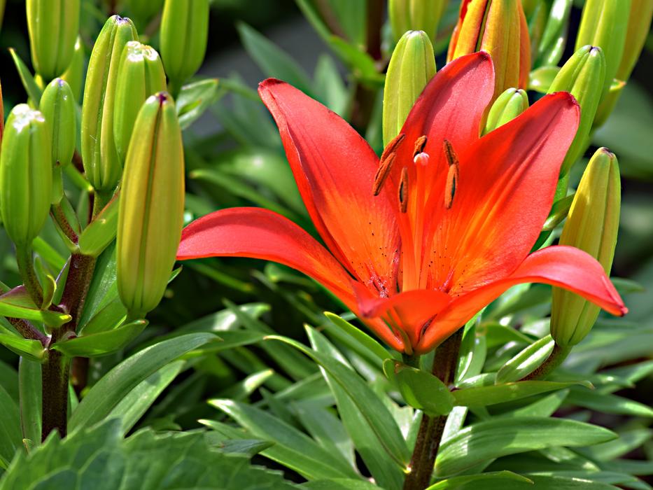 Lily Garden Flower
