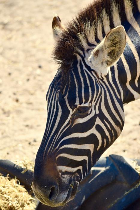 zebra drinking water