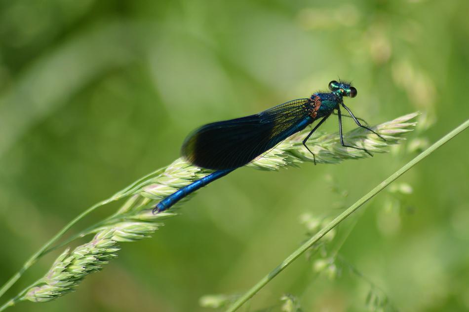 dragonfly on green wheat