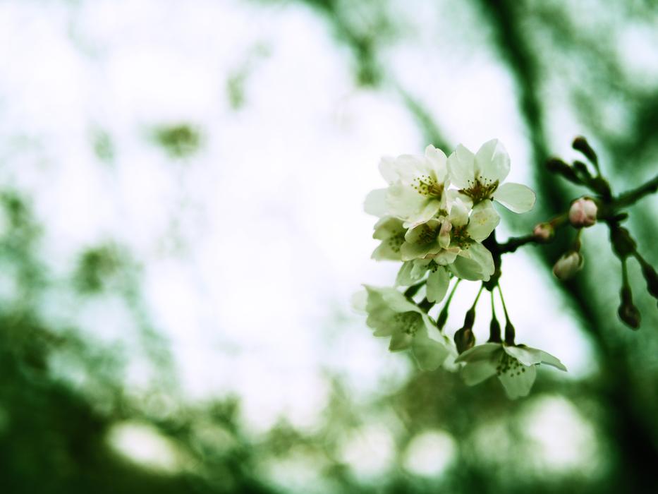 Nature Plants Flowers