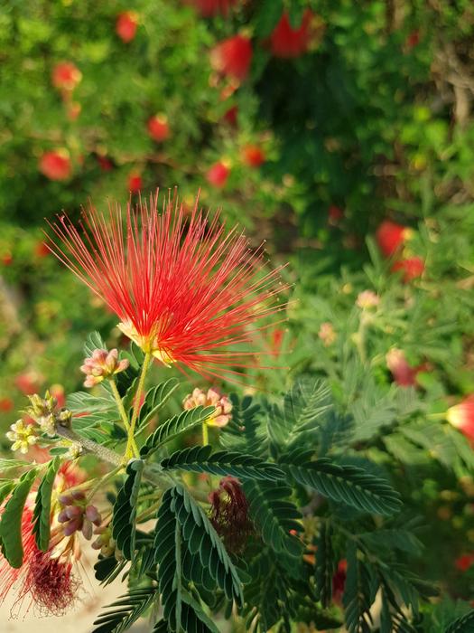 Desert Red Incentive
