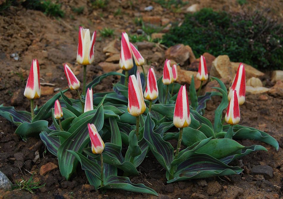 Nature Leaf Flower