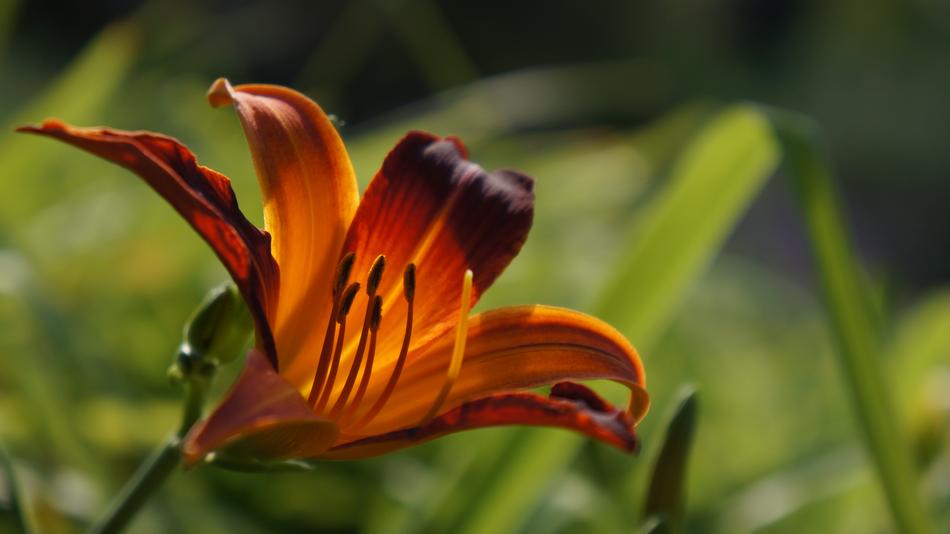 Flower Macro Nature