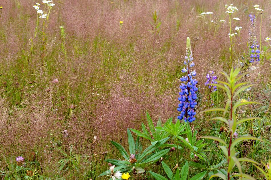 Lupine Lilac Violet