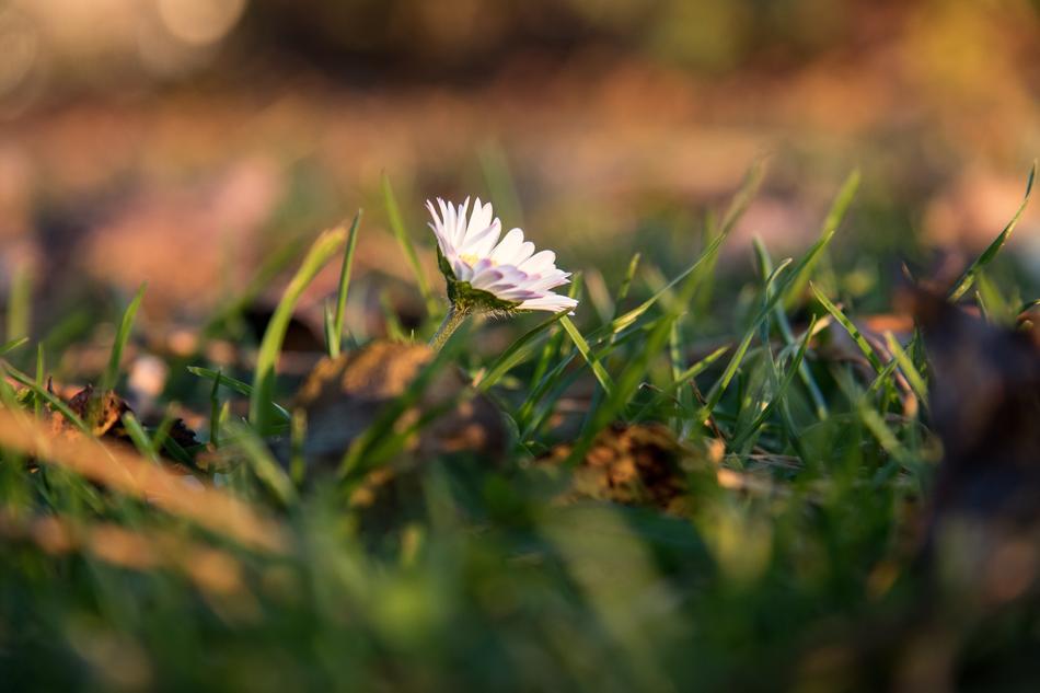 Daisy Flower Pointed White