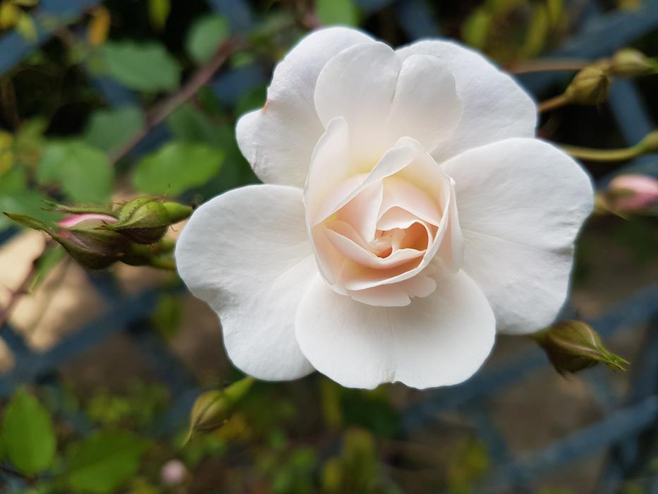 White Flowers macro blur