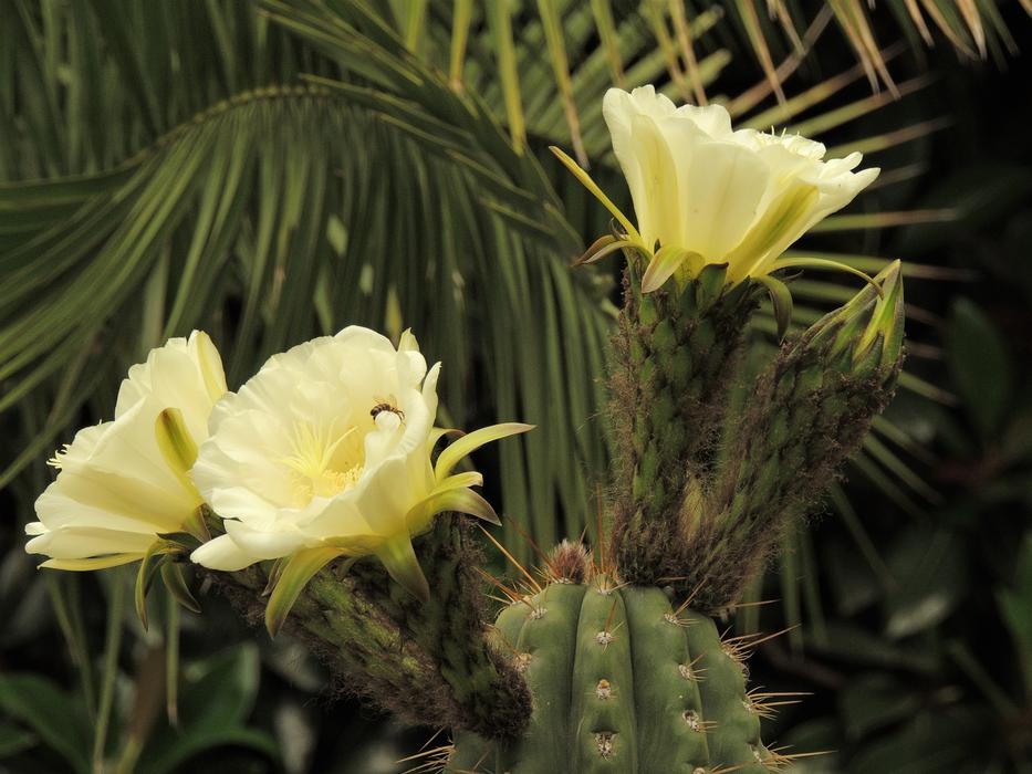 yellow flowers with cacti