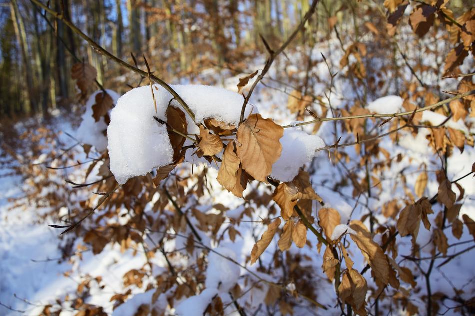 Tree Season Winter