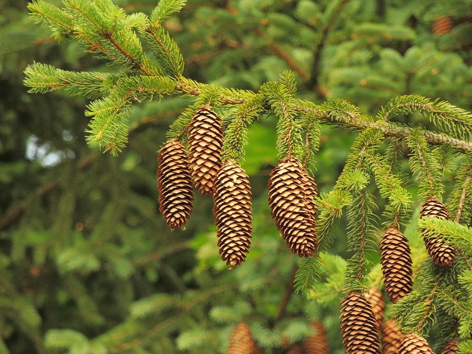 Cone Tree Needles