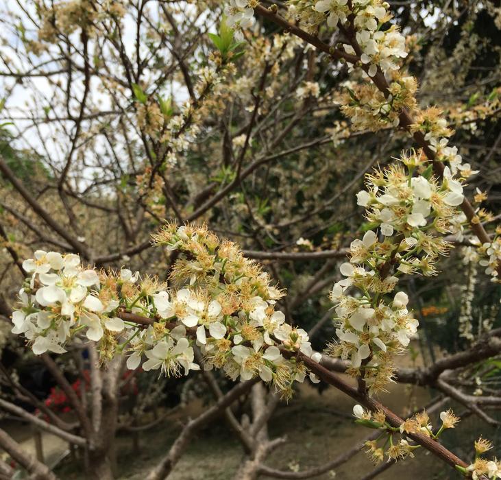 Flower Tree Branch