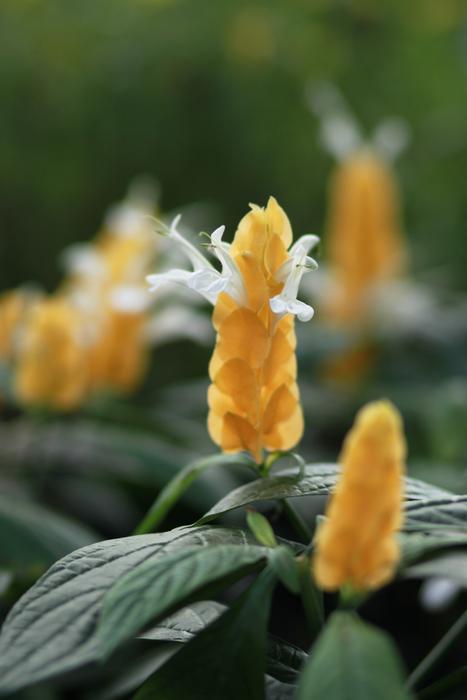 Flowers Plants Nature