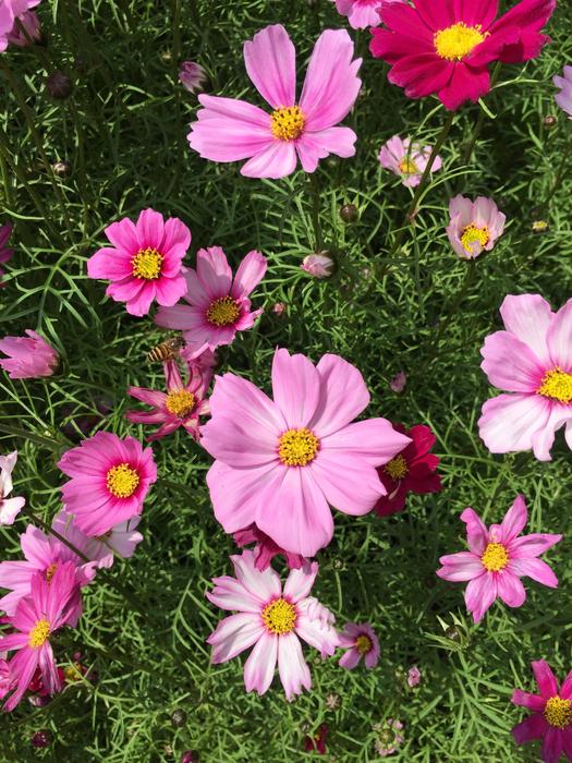 Nature Flower Flora