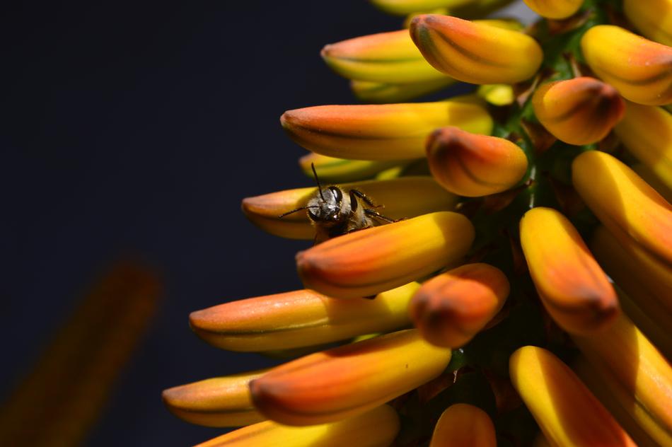 Bee Flower Yellow