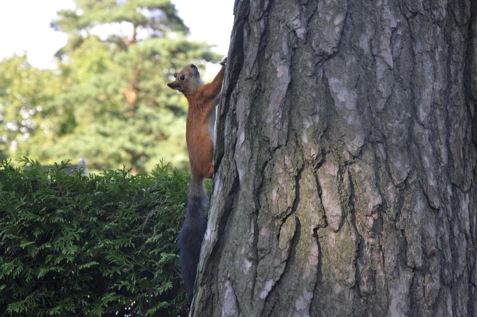 a tree with a squirrel in the park
