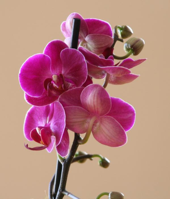 Phalaenopsis Petal Color