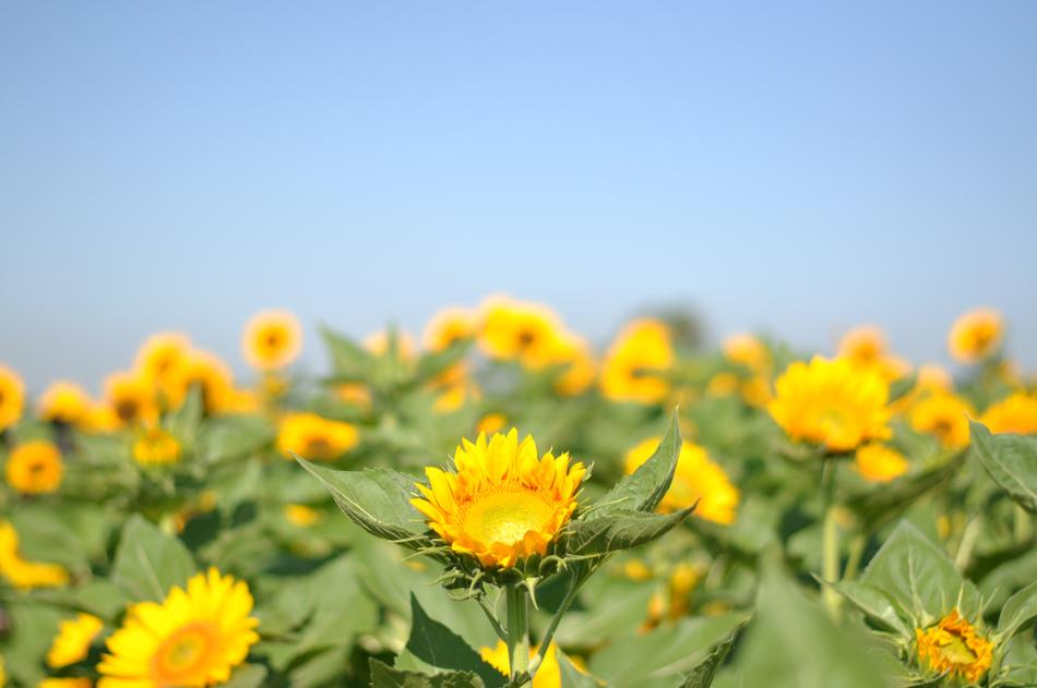 Nature Flora Summer