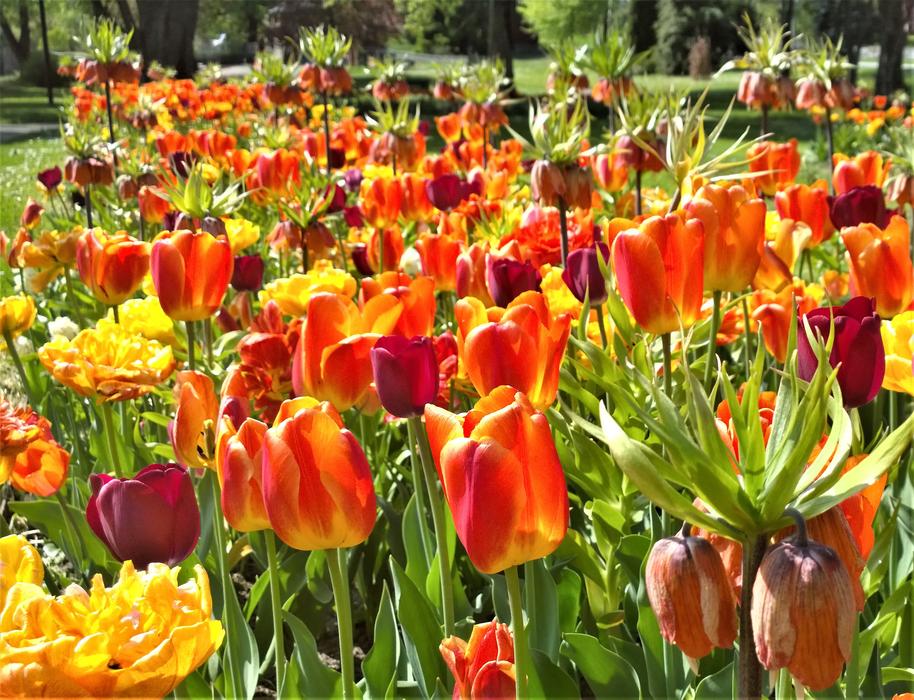Tulips Flowers Spring
